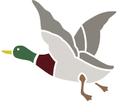 Canard Chevignon