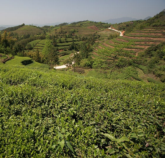  le Bai Cha de Wuyi Shan