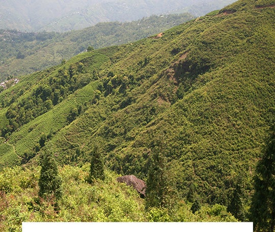 Darjeeling d'été